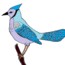How to draw a blue Jay bird step by step – Bird drawing easy