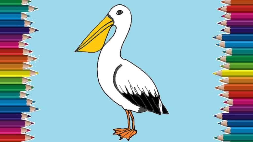 How to draw a pelican step by step
