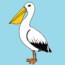 How to draw a pelican step by step – Bird drawing easy for kids