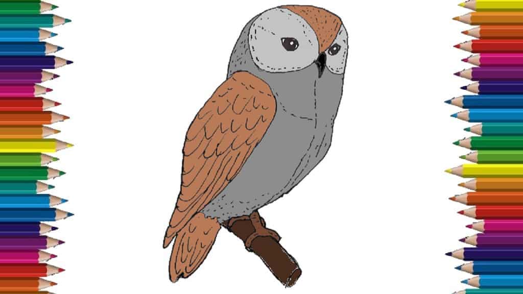 How to draw an owl step by step Bird drawing easy