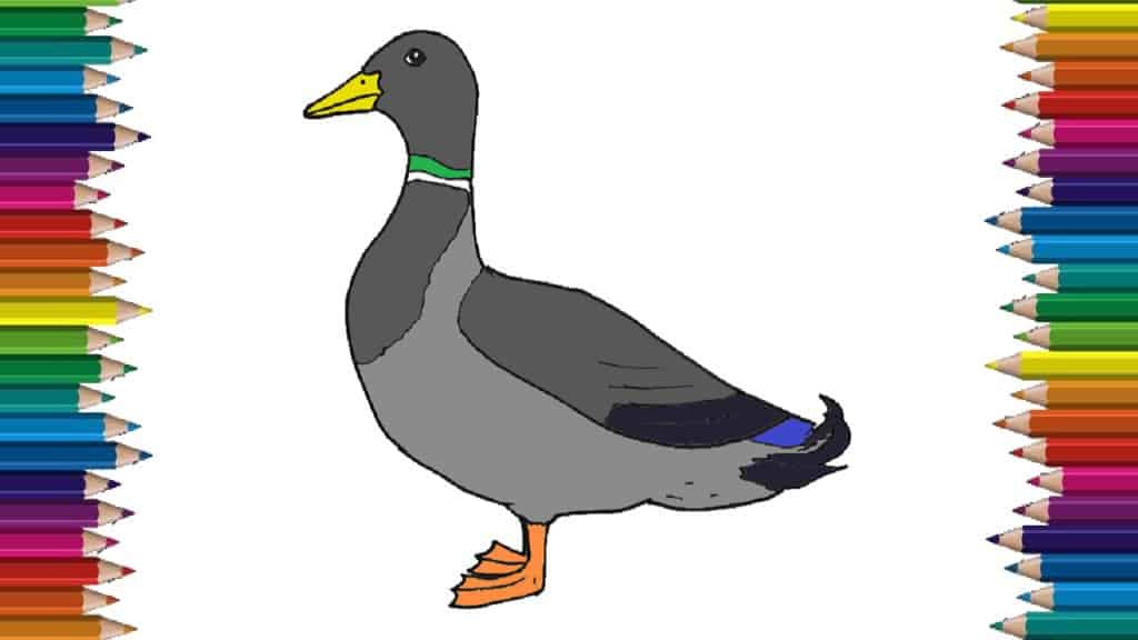 How to draw a Mallard Duck step by step