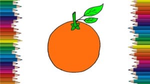 How to draw a Orange step by step - Fruits drawing and coloring