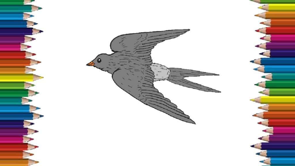 How to draw a Swallow step by step