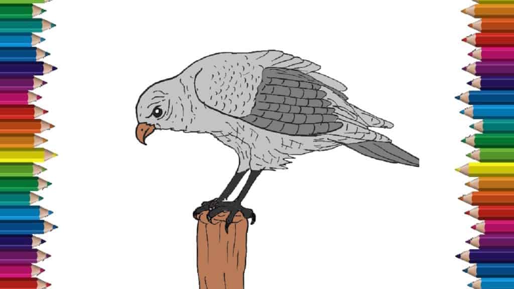 How to draw a hawk step by step - Bird drawing easy
