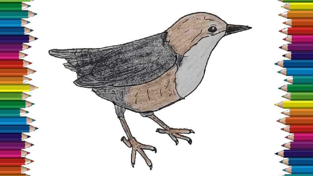 How to Draw a Dipper bird step by step - Dipper bird drawing easy