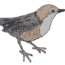 How to Draw a Dipper easy – Dipper bird drawing step by step