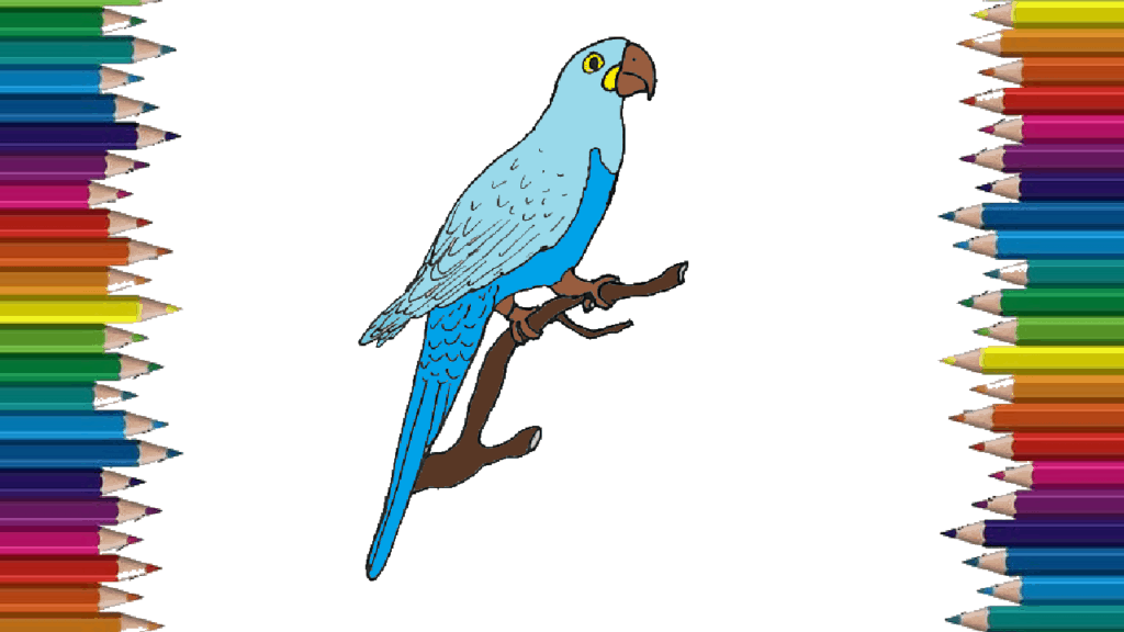 How to Draw a Macaw step by step