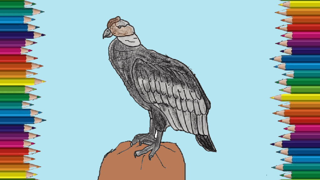 How to draw a Andean Condor step by step - bird drawing easy