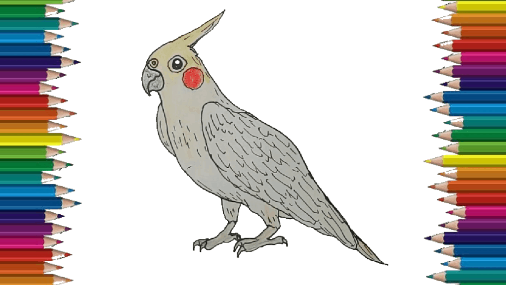 How to draw a Cockatiel easy for kids - Cockatiel Bird drawing and coloring