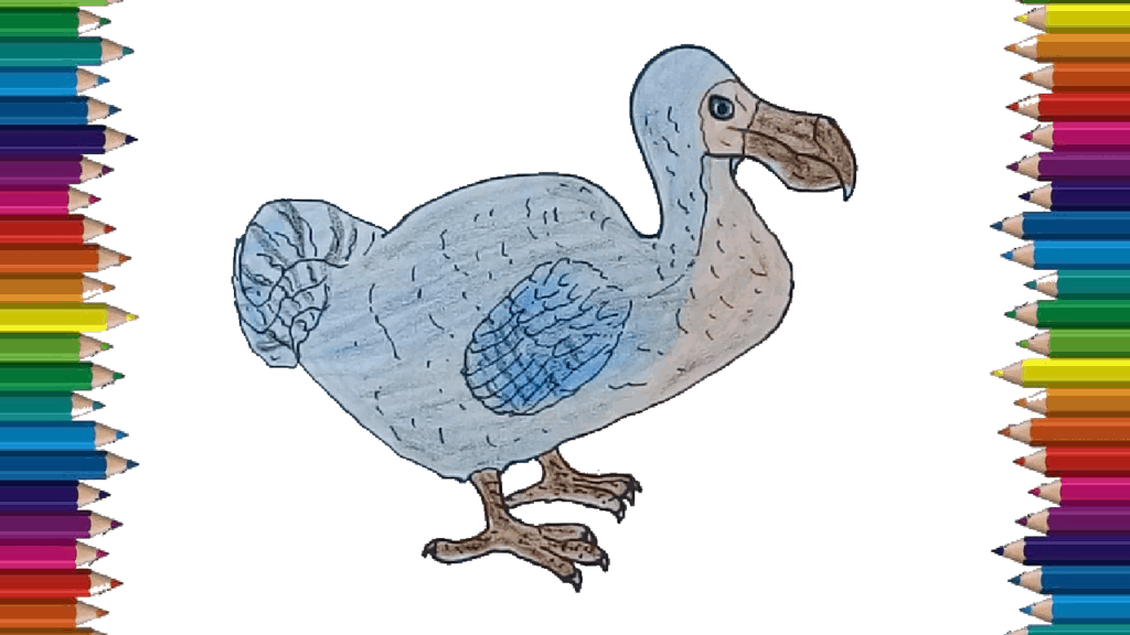 How to draw a Dodo step by step - Dodo drawing and coloring for kids