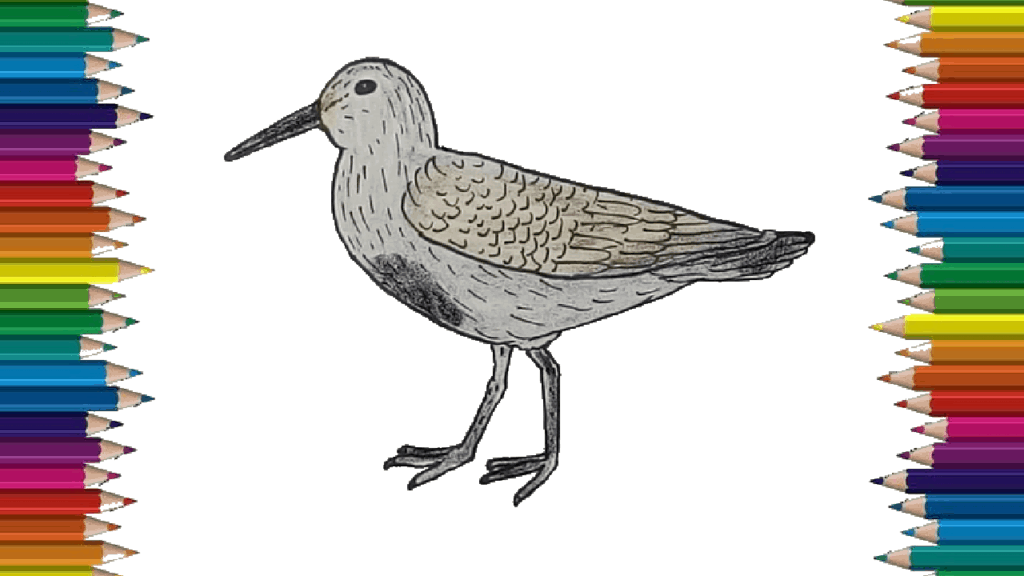 How to draw a Dunlin bird easy for kids - Dunlin Bird drawing step by step