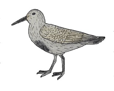 How to draw a Dunlin bird easy – Dunlin Bird drawing step by step