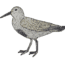 How to draw a Dunlin bird easy – Dunlin Bird drawing step by step
