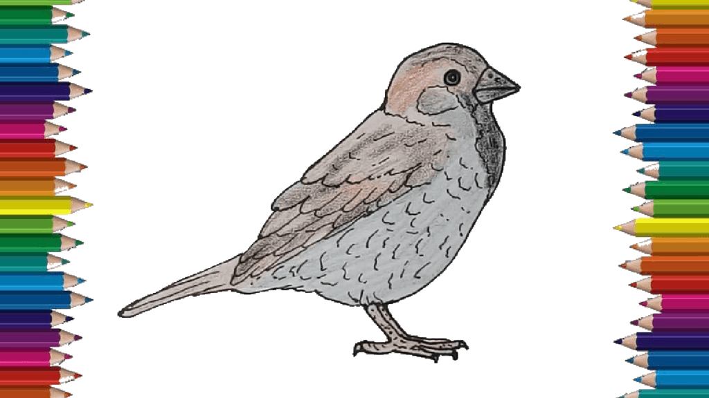 How to draw a Sparrow step by step - Bird drawing easy for kids