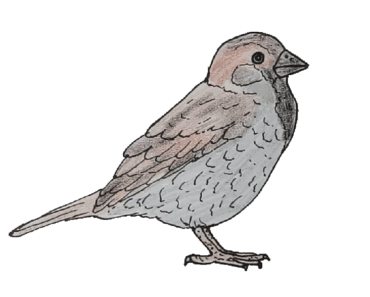 How to draw a Sparrow step by step – Bird drawing easy for beginners