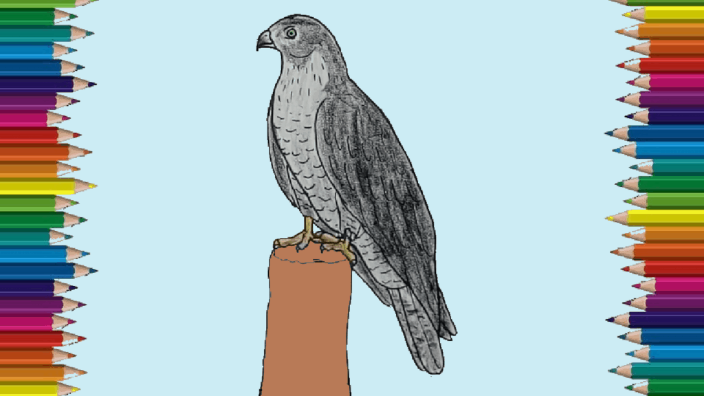 How to draw a black kite easy - Bird drawing step by step