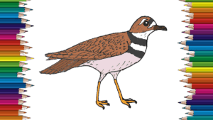 How to draw a killdeer step by step - bird drawing easy
