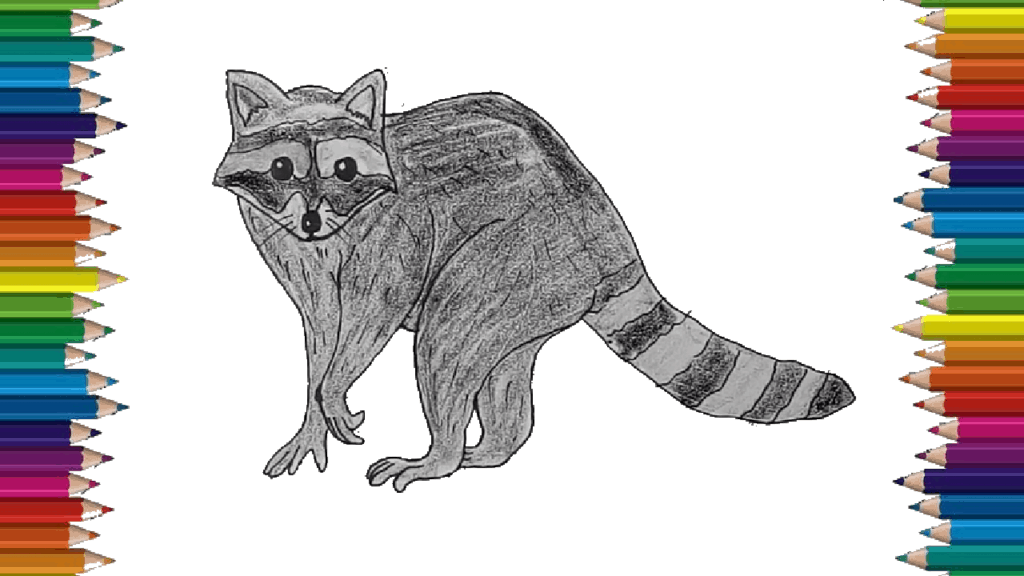 How to draw a raccoon step by step - Raccoon drawing easy for beginners (2)