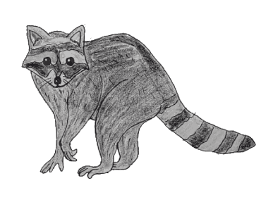 How to draw a raccoon easy – Raccoon drawing easy step by step