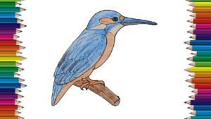 KingFisher drawing and coloring for kids - How to draw a KingFisher bird easy