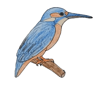 How to draw a KingFisher easy – KingFisher bird drawing easy for beginners