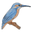 How to draw a KingFisher easy – KingFisher bird drawing easy for beginners