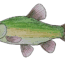 How to draw a Tench step by step – Fish drawing easy for beginners