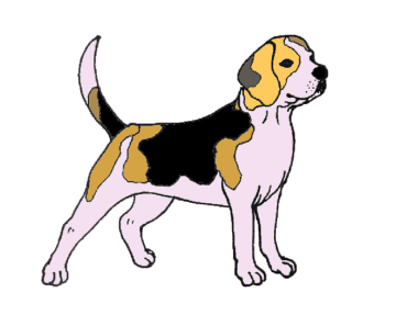 How to draw a Beagle easy – Beagle dog drawing step by step for beginners