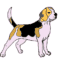 How to draw a Beagle easy – Beagle dog drawing step by step for beginners