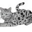 How to draw a Bengal cat step by step – Cat drawing easy for beginners