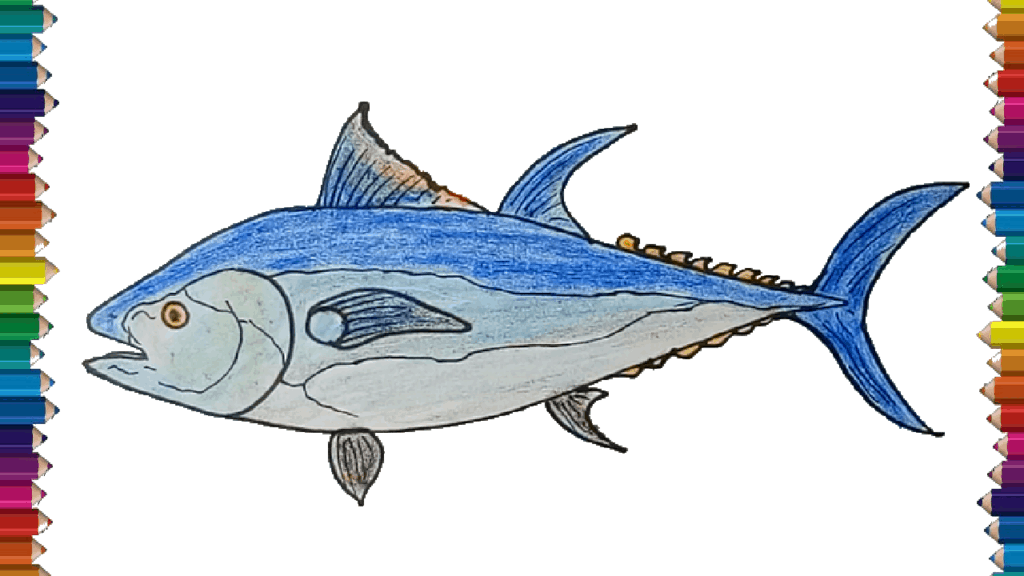 How to draw a Bluefin Tuna step by step Fish drawing easy for beginners