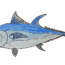 How to draw a Bluefin Tuna step by step – Fish drawing easy for beginners