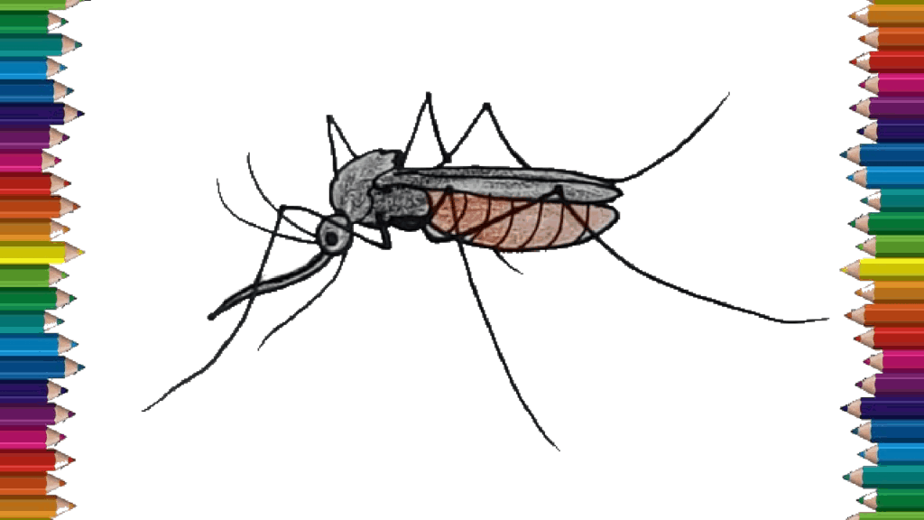 How to draw a Mosquito step by step – Mosquito drawing easy for beginners