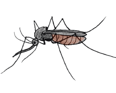 How to draw a Mosquito step by step – Mosquito drawing easy for beginners