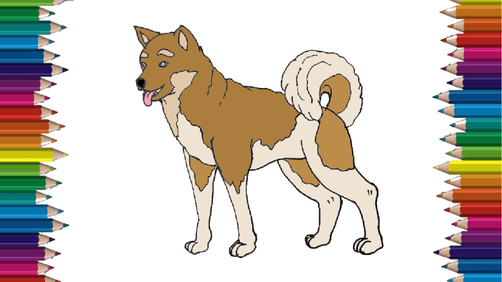 How to draw a akita dog step by step – Dog drawing easy for beginners