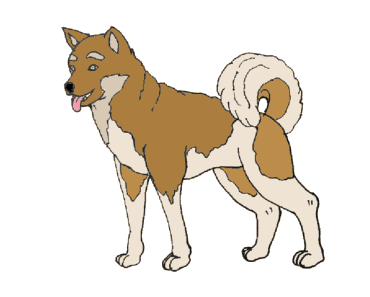 How to draw a akita dog step by step – Dog drawing easy for beginners