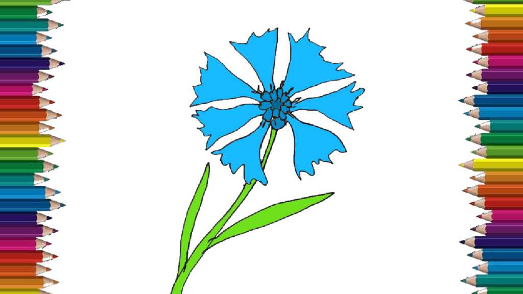 How to draw a cornflower easy - Flower drawing and coloring