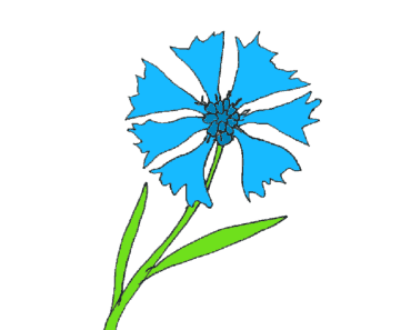 How to draw a cornflower step by step – Flower drawing easy for beginners