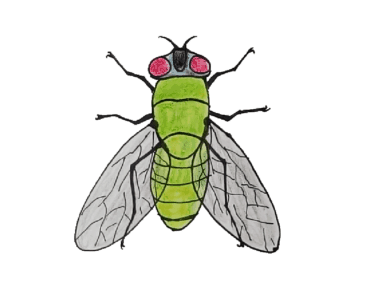 How to draw a fly step by step – Insect drawing easy for beginners