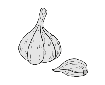 How to draw a garlic step by step | Garlic drawing easy for beginners