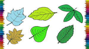 How to draw a leaf step by step - Leaf drawing and coloring for kids