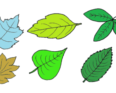 How to draw a leaf step by step – Leaf drawing easy for beginners