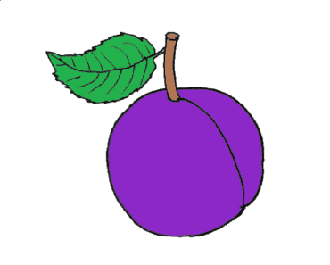 How to draw a plum step by step – Plum drawing easy for beginners