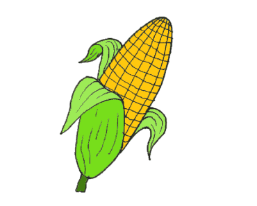 How to draw a roasted corn easy – roasted corn drawing and coloring for Beginners