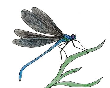 How to Draw a Dragonfly beautiful step by step