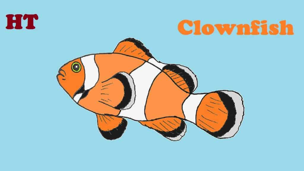 How to Draw a Clownfish step by step