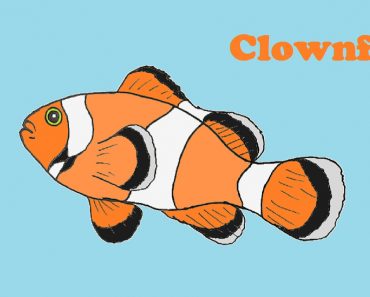 How to Draw a Clownfish step by step