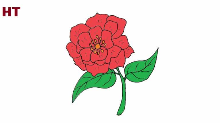 How to Draw a Peony Flower step by step