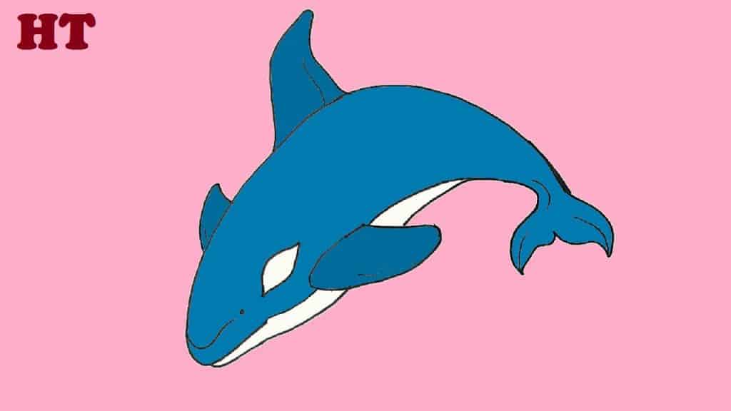 How to Draw an Orca Whale (Orcinus orca) step by step