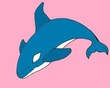 How to Draw an Orca Whale (Orcinus orca) step by step